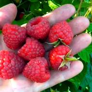 Саджанець Малина Квеллі